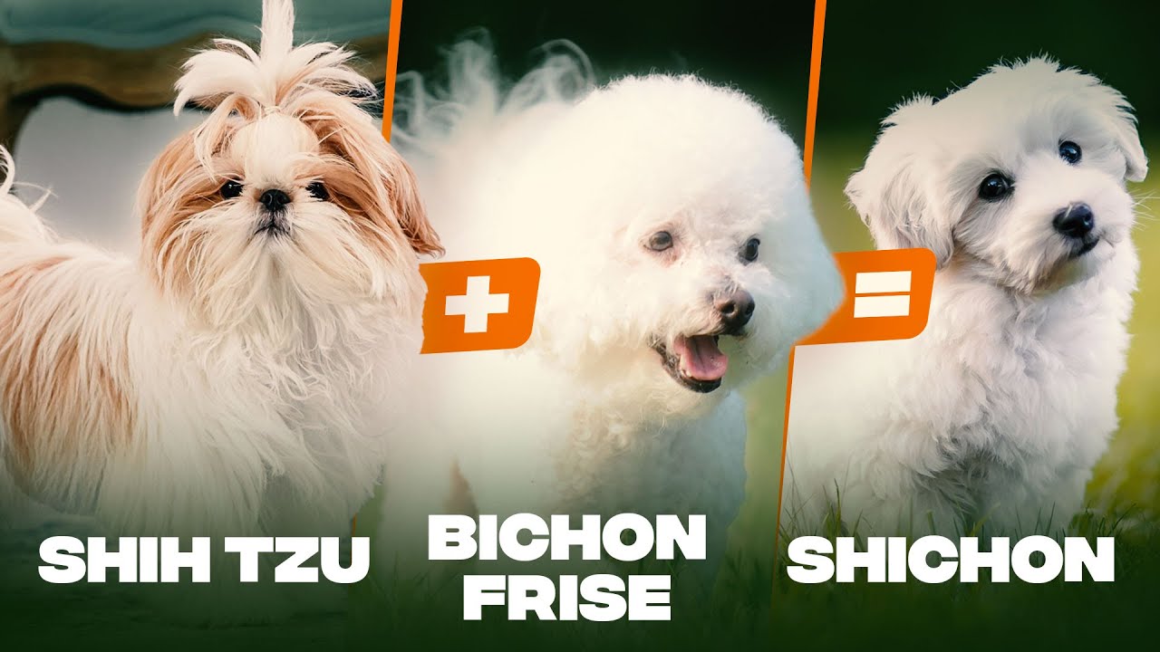 Shichon Dog Breed: 10 Amazing Facts You Must Know