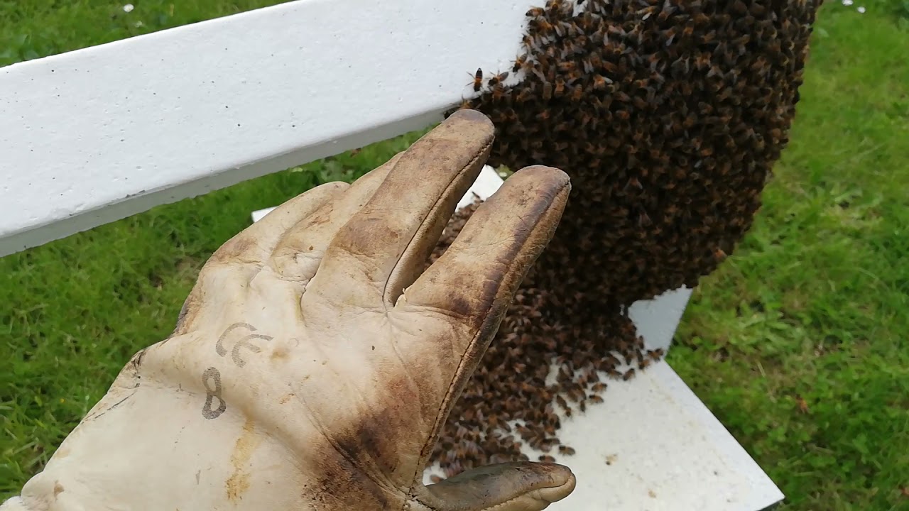 Récupération essaim d'abeilles sur un poteau