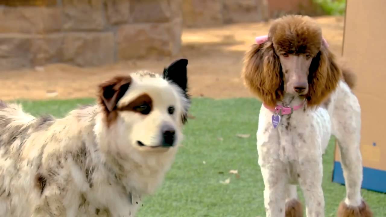 Dog With A Blog - Stan & Princess