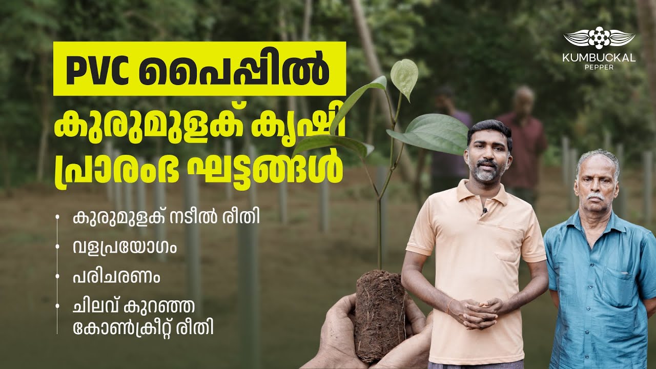 PVC പൈപ്പിൽ കുരുമുളക് കൃഷി- പ്രാരംഭഘട്ടങ്ങൾ | How to Install PVC Pipes for Pepper Cultivation