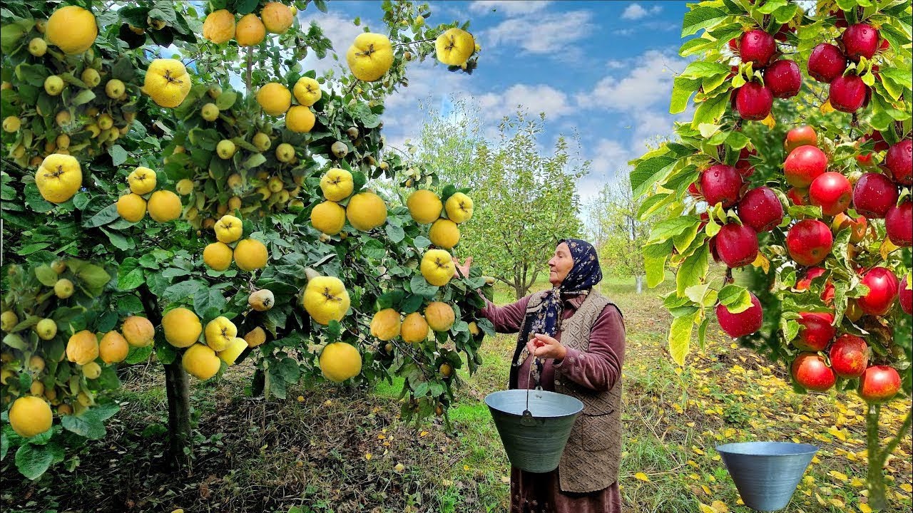🍎 Сбор Яблок и Айвы в Деревне | Старые Рецепты Бабушки 👵🍐