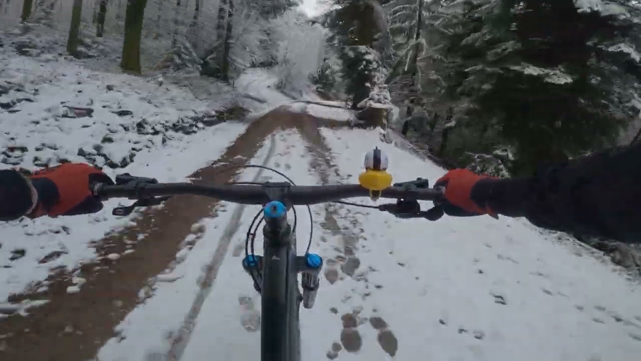 Riding in the forest