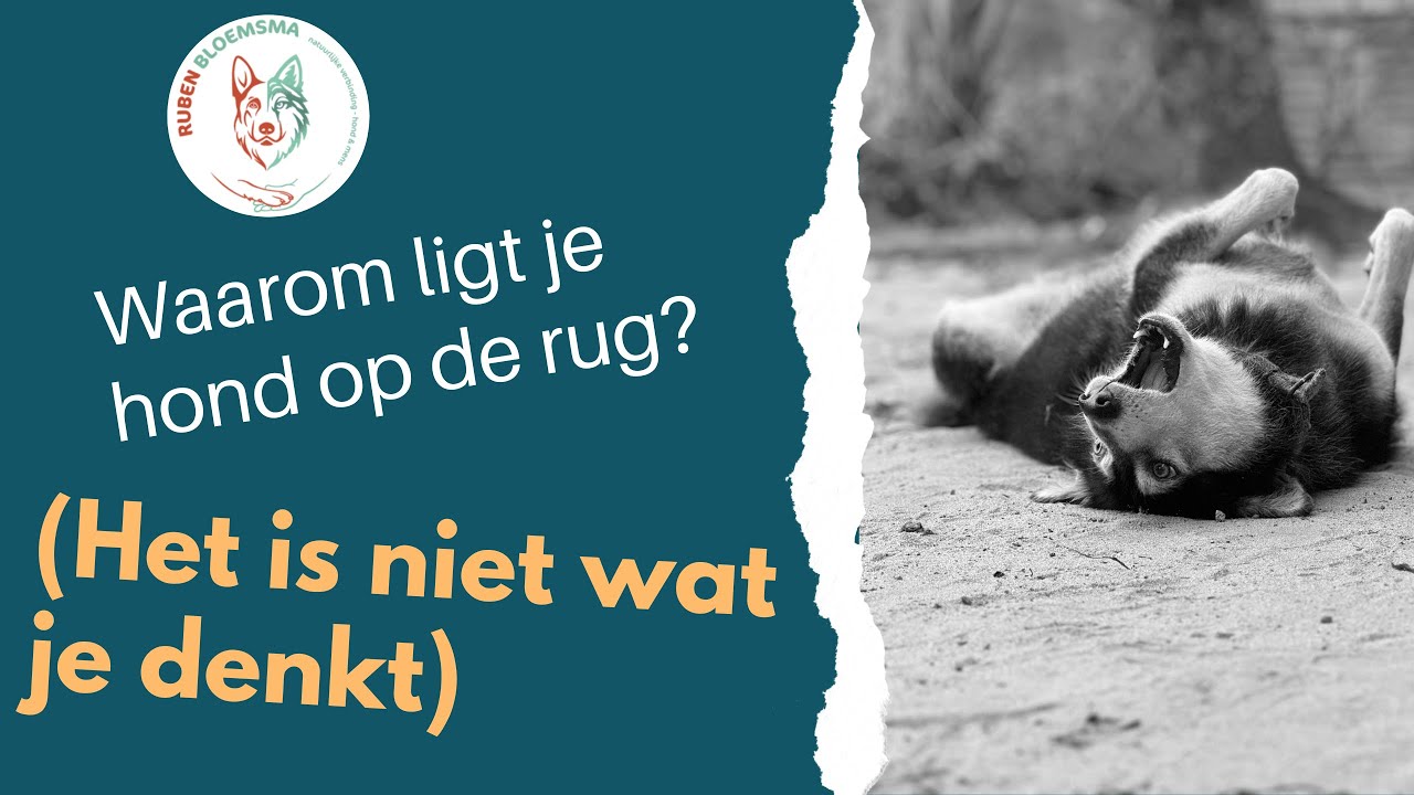 Waarom laat je hond haar buik zien? (Het is niet wat je denkt!)