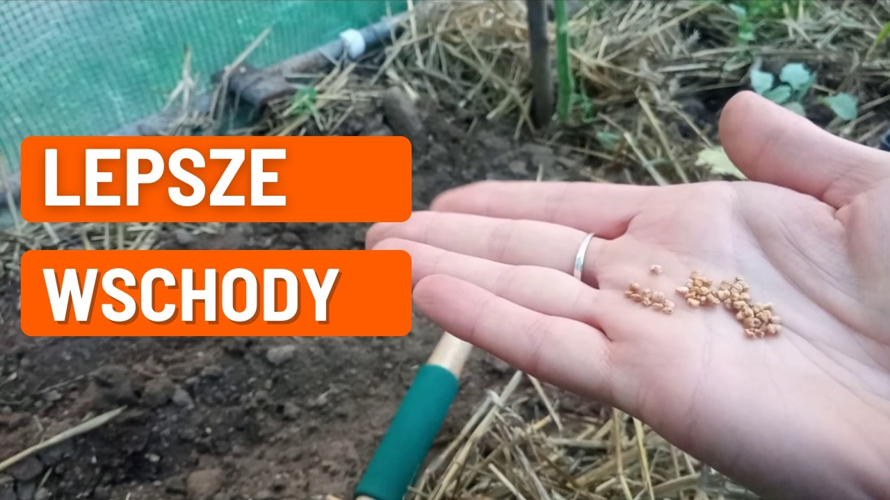 Kiełkowanie nasion – prosty trik z moczeniem nasion na lepsze wschody