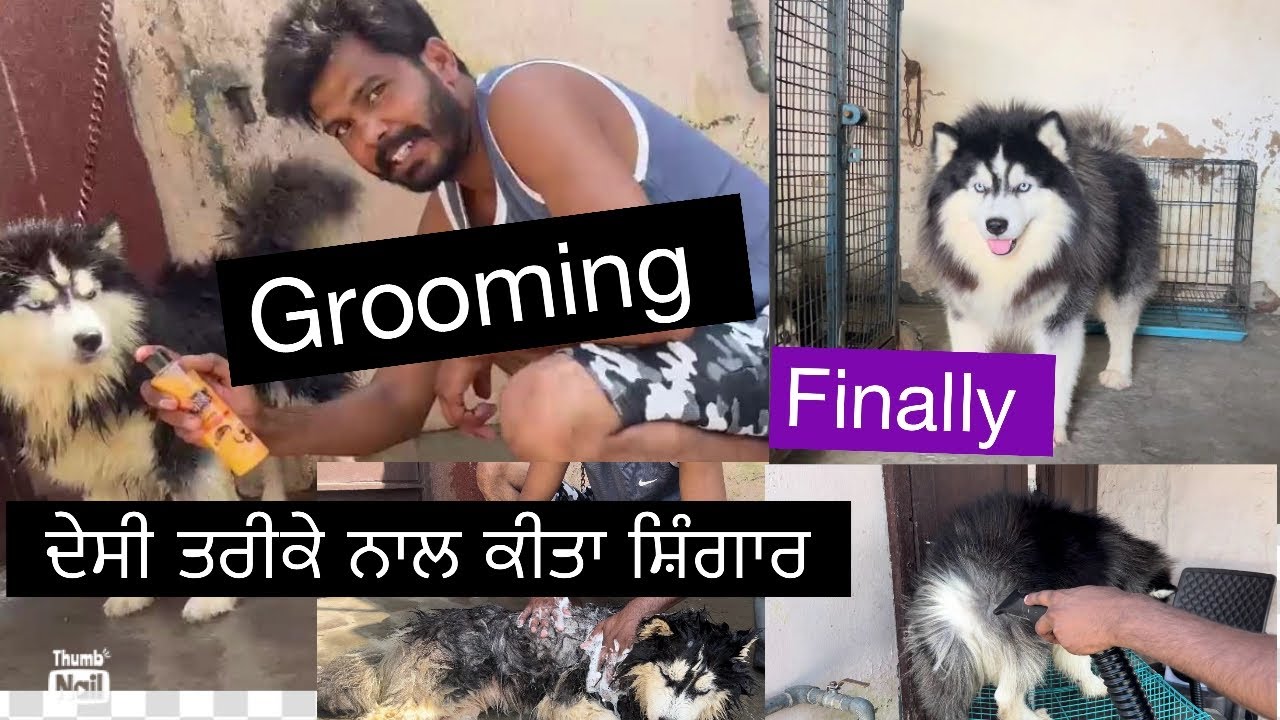 ਦੇਸੀ ਤਰੀਕੇ ਨਾਲ ਕੀਤਾ ਸ਼ਿੰਗਾਰ || GROOMING || IMPORTED DOG || DEEPKENNALMALERKOTLA #new 2025
