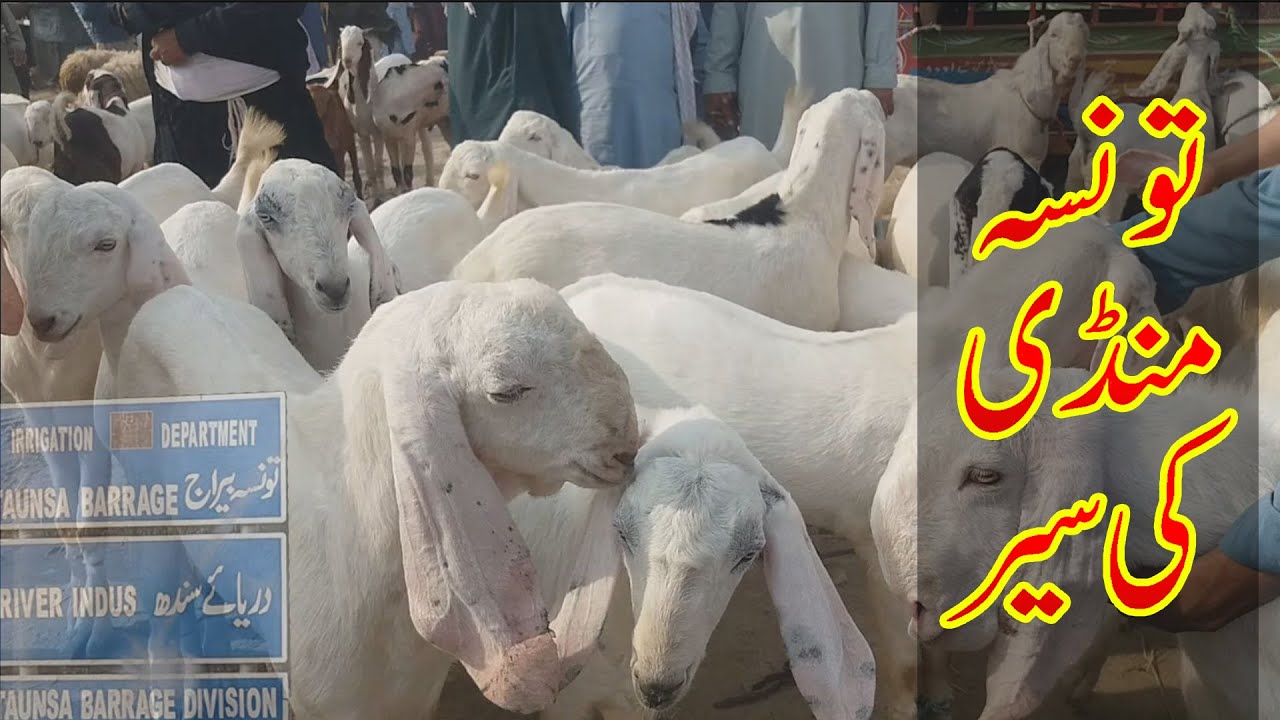 Visit of Goat Market Tonsa Sharif. تونسہ منڈی کی سیر