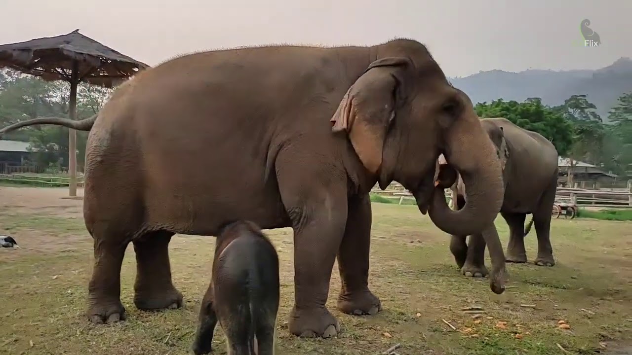 Introducing Nanny To Baby Elephant Pyi Mai - EleFlix