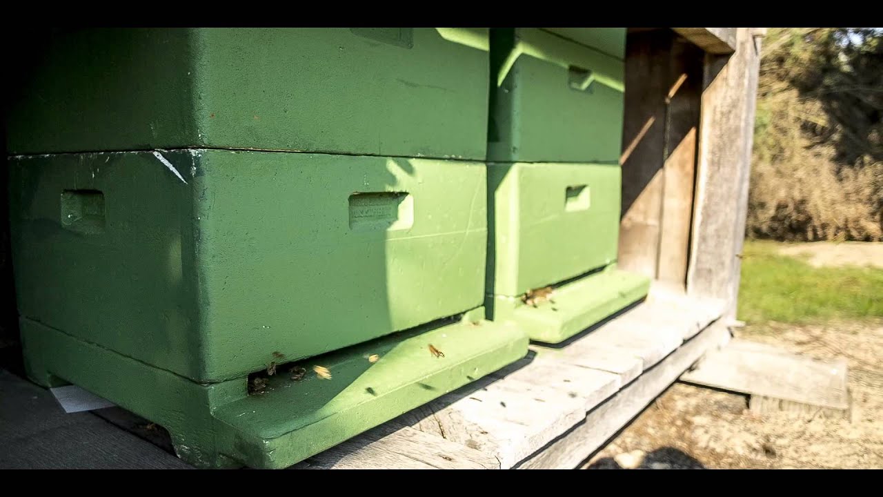 Bienenstock