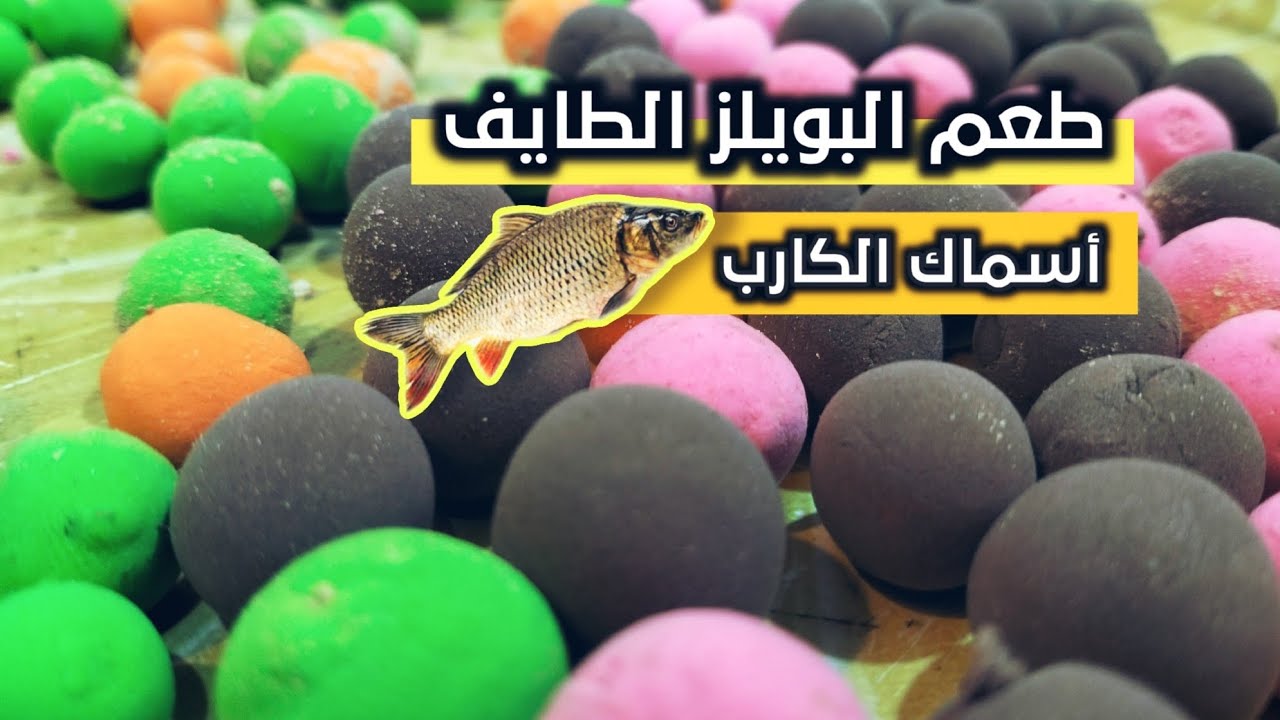 طريقة عمل طعم البويلز الطايف لصيد أسماك الكارب والشبوط 😍🐟