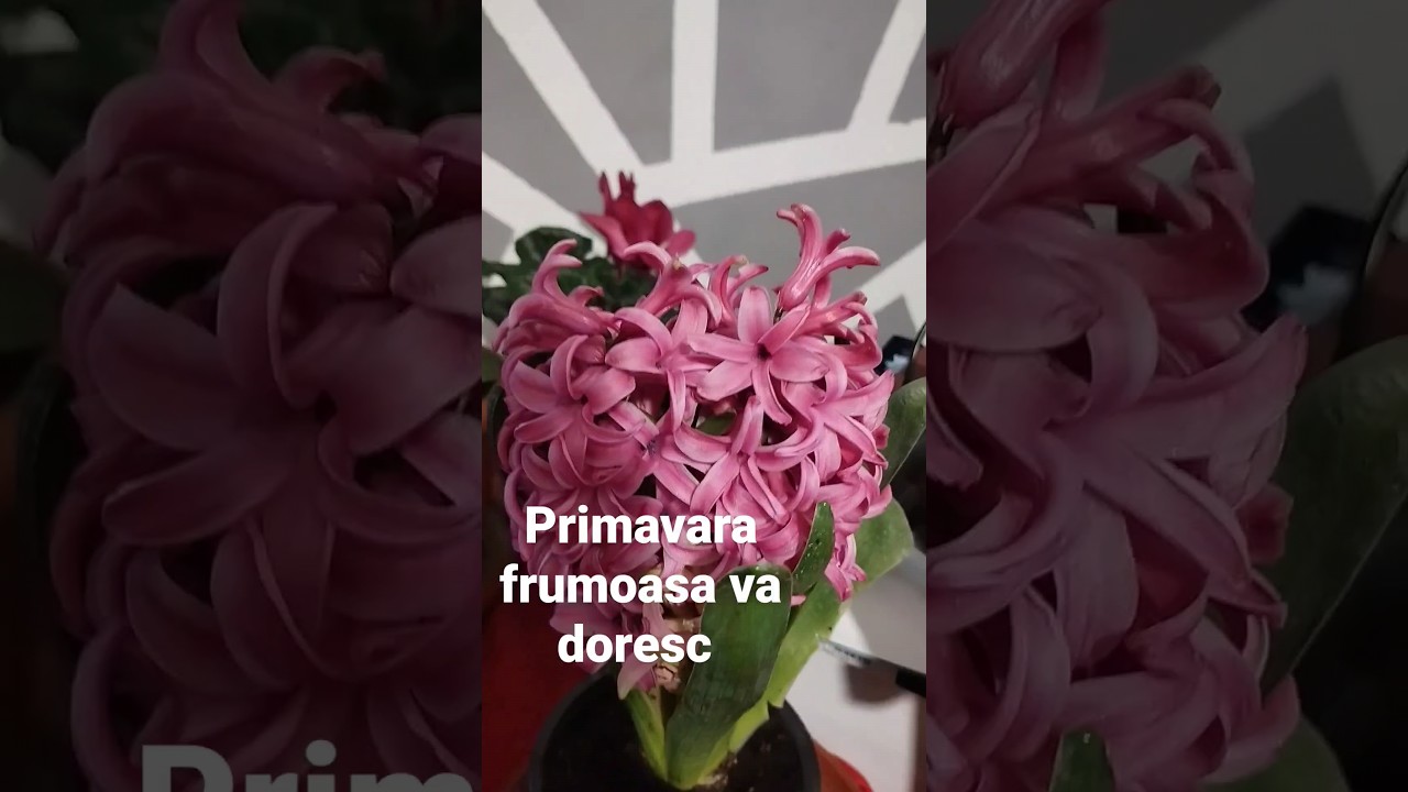 #primavara #1martie #flowers #avenitprimavara