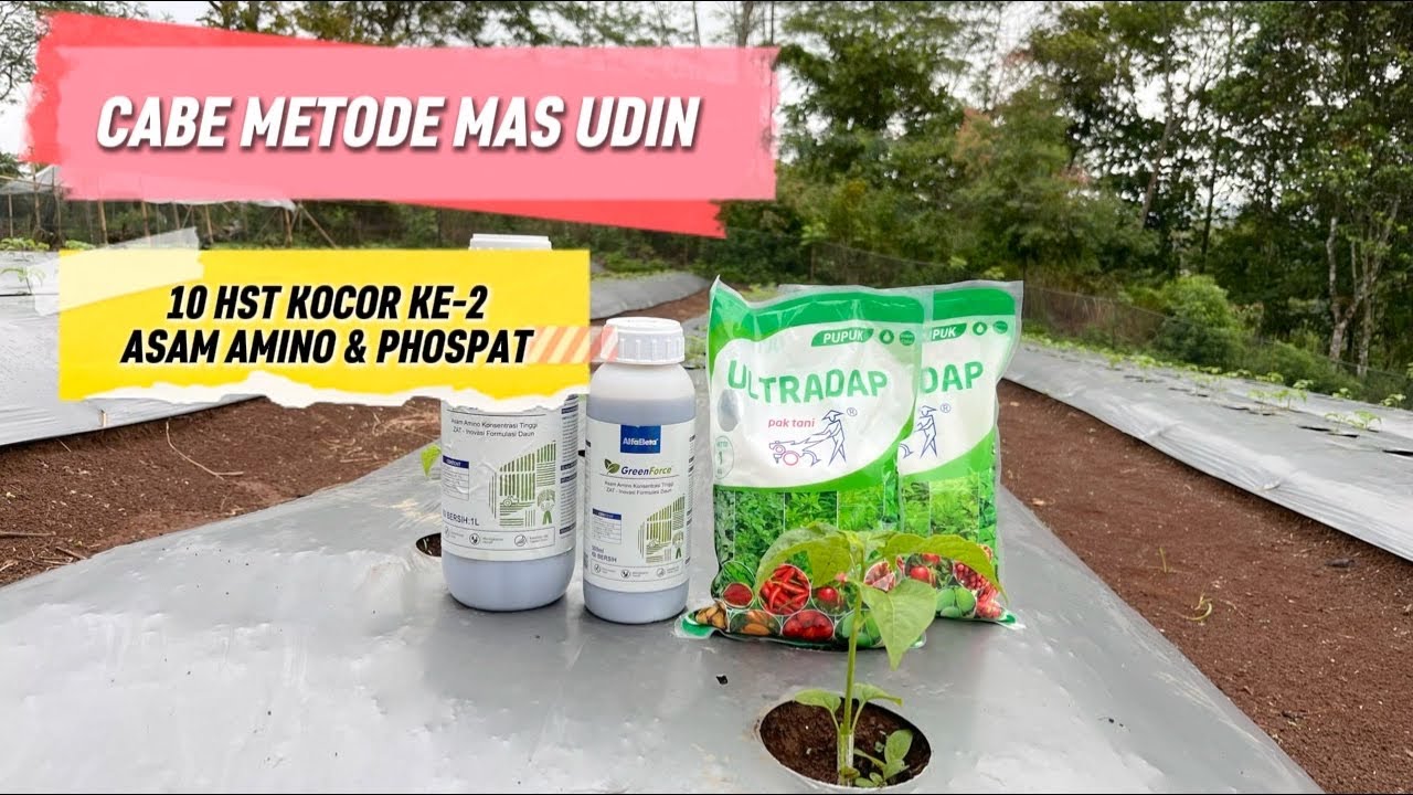 10 HST PENGOCORAN KE-2 ASAM AMINO DAN PHOSPAT | CABE METODE MAS UDIN