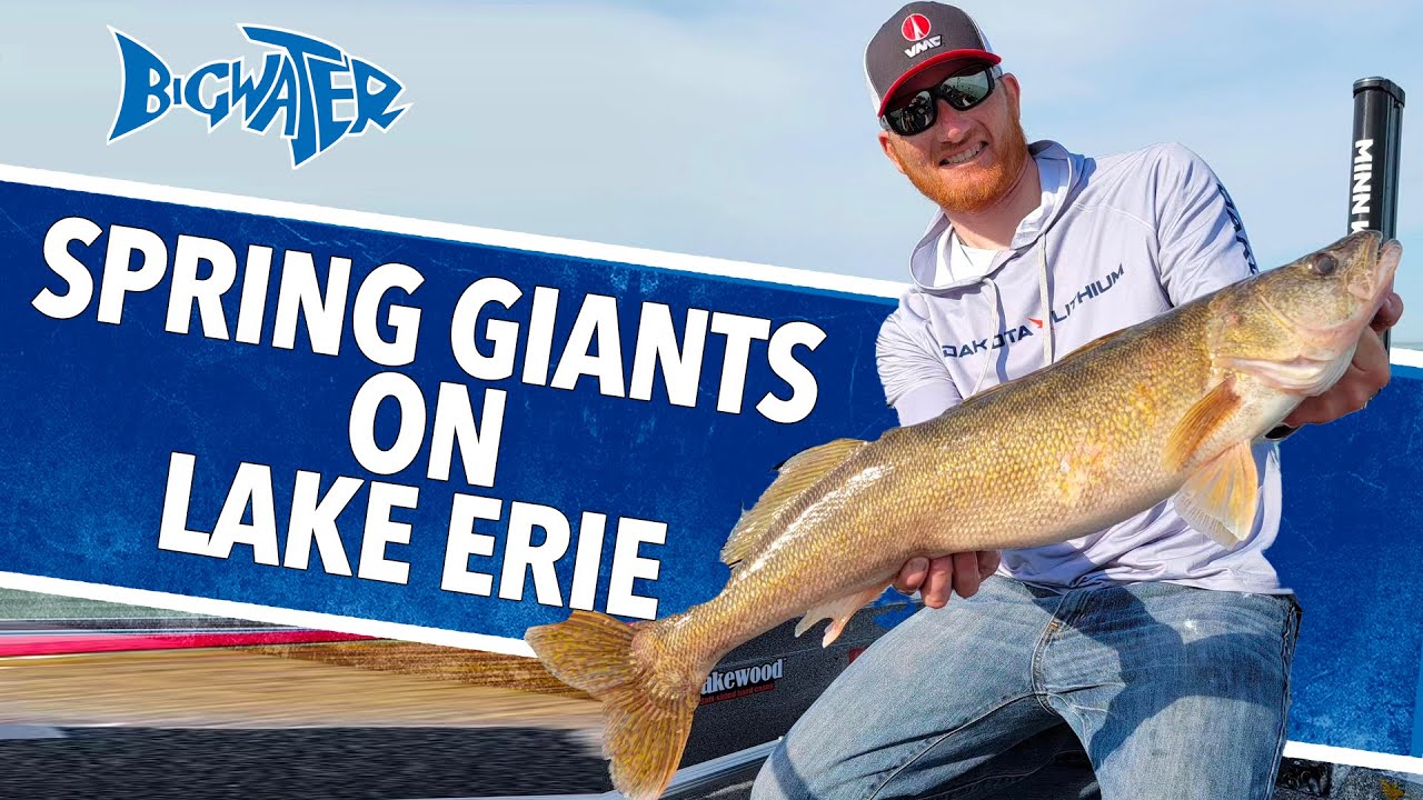 Giant Lake Erie Spring Walleye - Quick Limit Trip