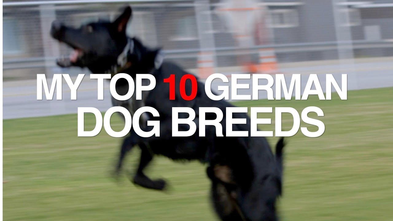 MY TOP 10 GERMAN DOG BREEDS