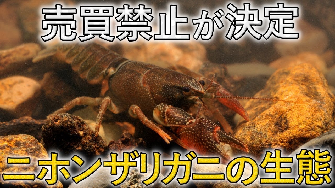 ついに売買禁止に…絶滅危惧種「ニホンザリガニ」の生態を解説