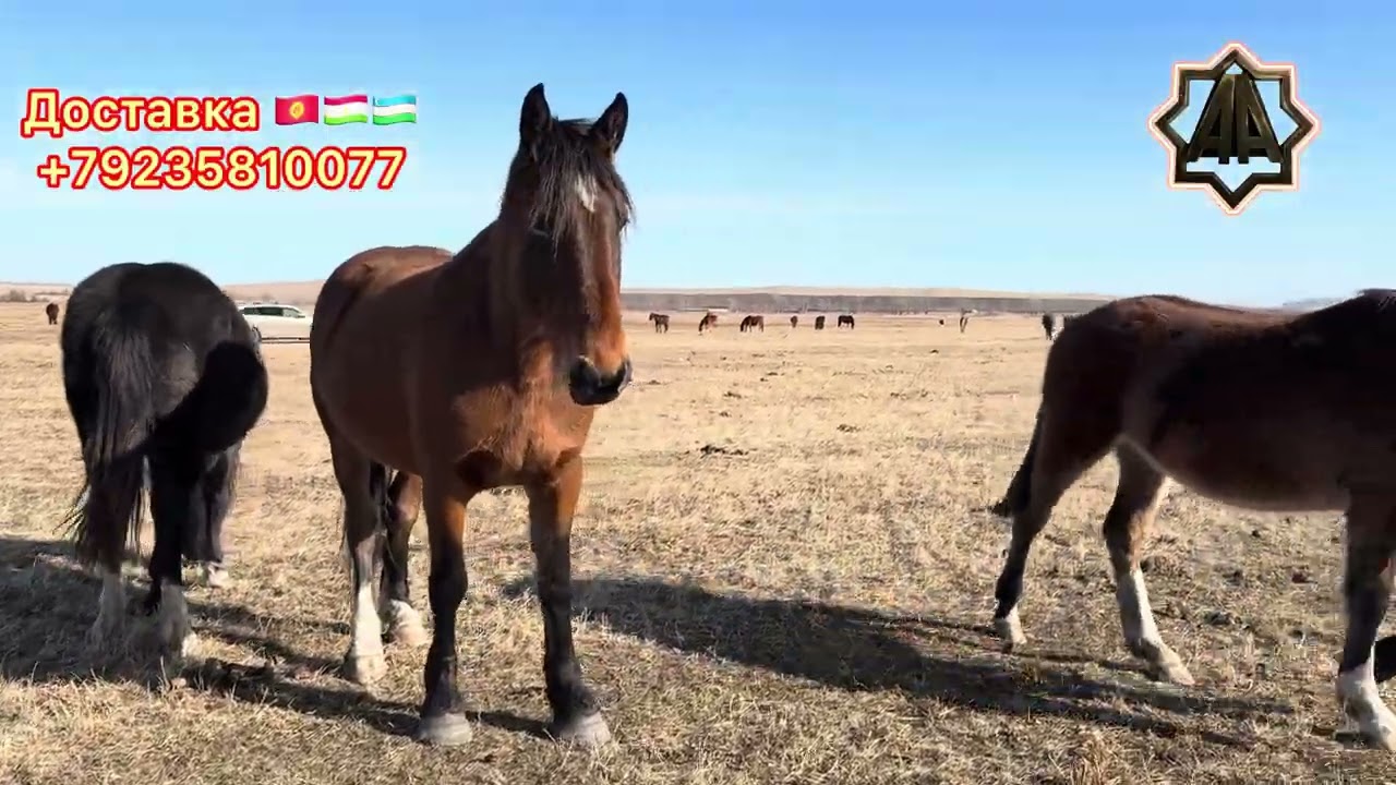 Г Абакан Дилмурад Хожи Йилқилари. Отлар тойлар савдода. 22.02.2026 йил