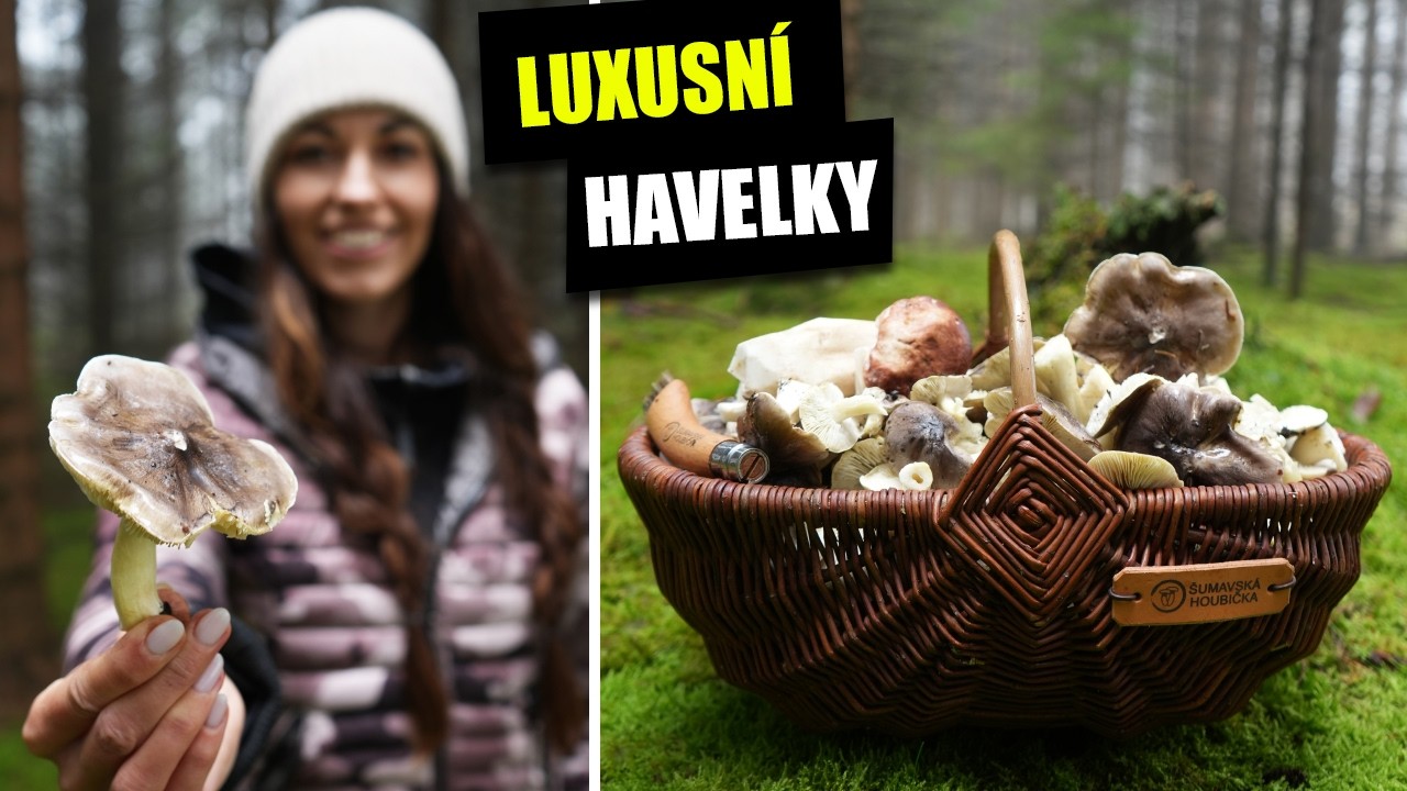 Čirůvka havelka - výborná podzimní houba! Jak ji poznat? Záměny. (Tricholoma portentosum)