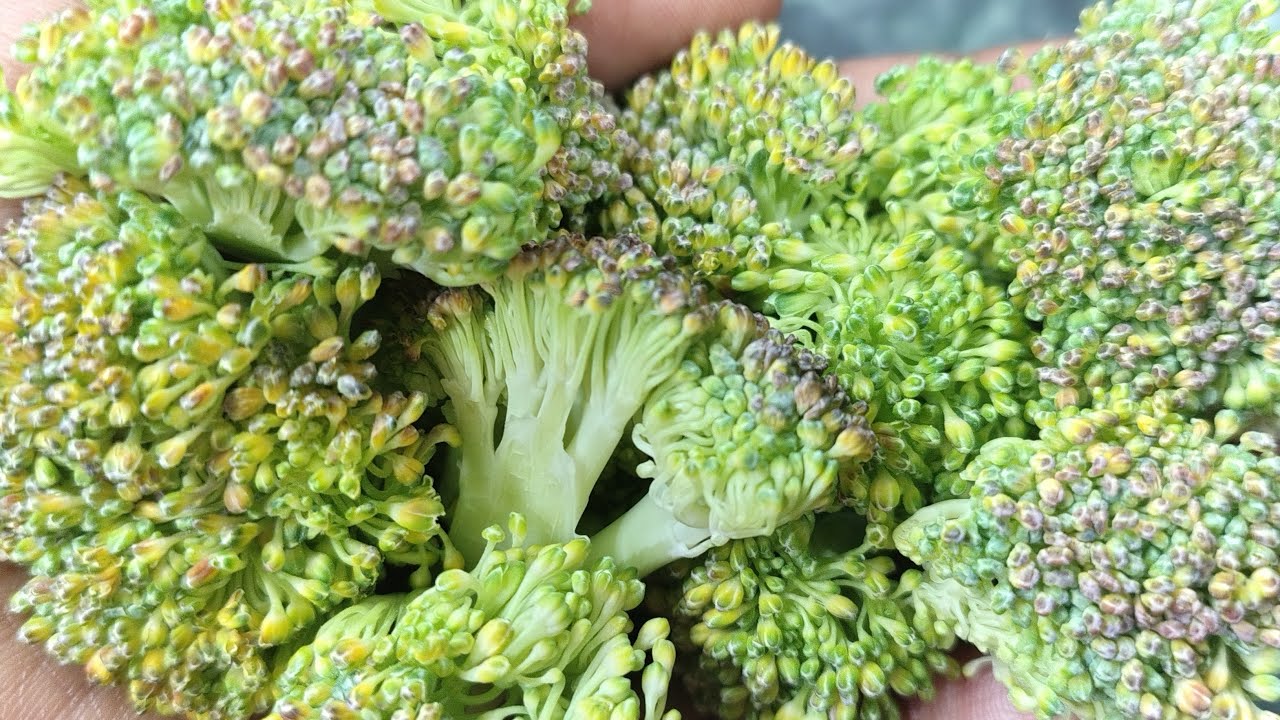 SO HELLO GUYS AAJ HAM JA RAHE HAIN BANANE BROCCOLI KI TESTY RECIPE BANANE