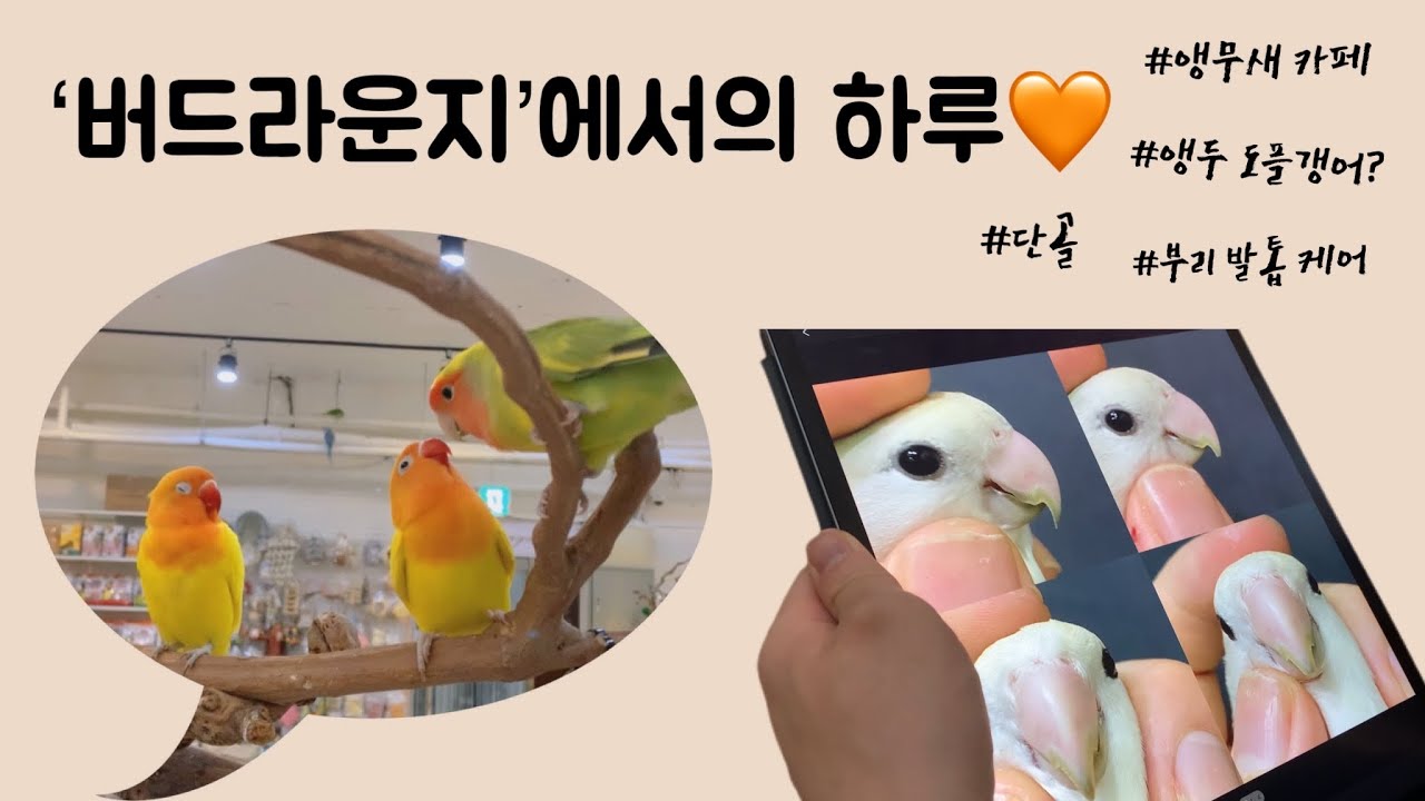 프리미엄 앵무새 카페 ‘버드라운지’ 방문기