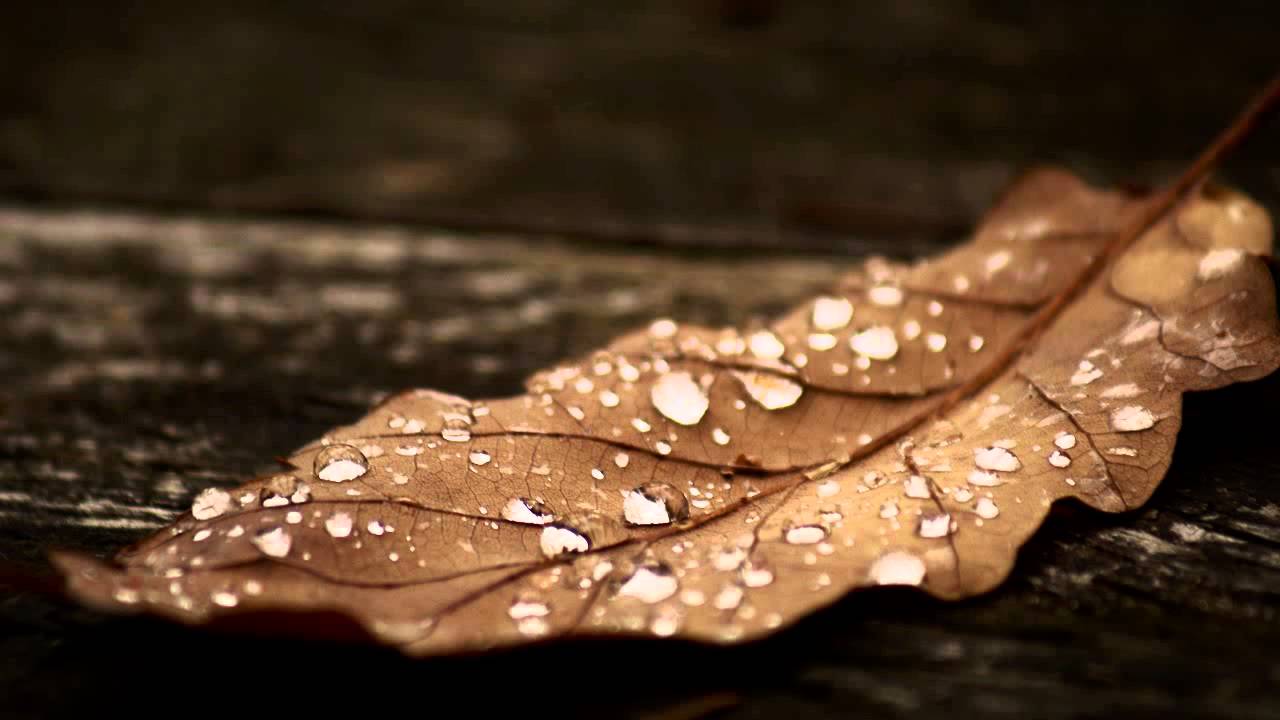 Worthless Life  Autumnal Suicide (Lyrics)
