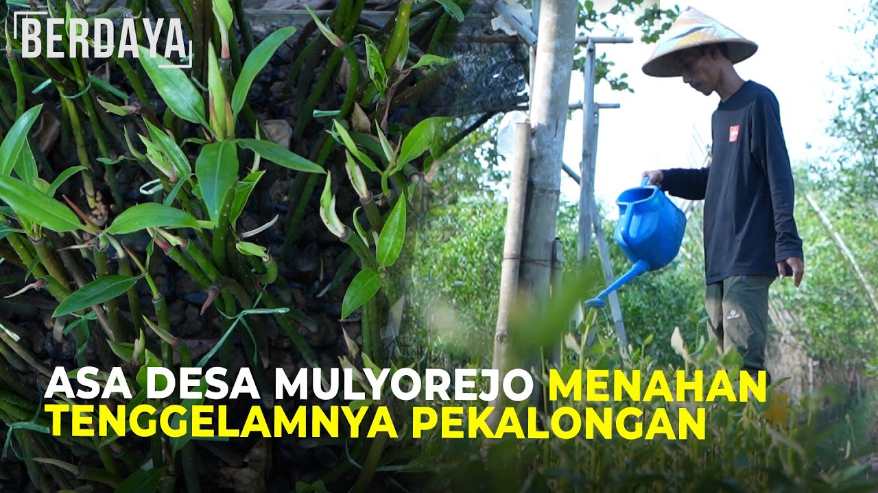 Menyulap Bencana Jadi Destinasi Wisata Ala Desa Mulyorejo Pekalongan