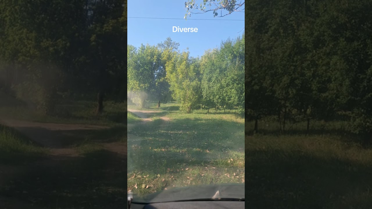 Muzică de petrecere... sârbe, hore! #viral #love #foryou #trendingshorts #trending #new #news #live