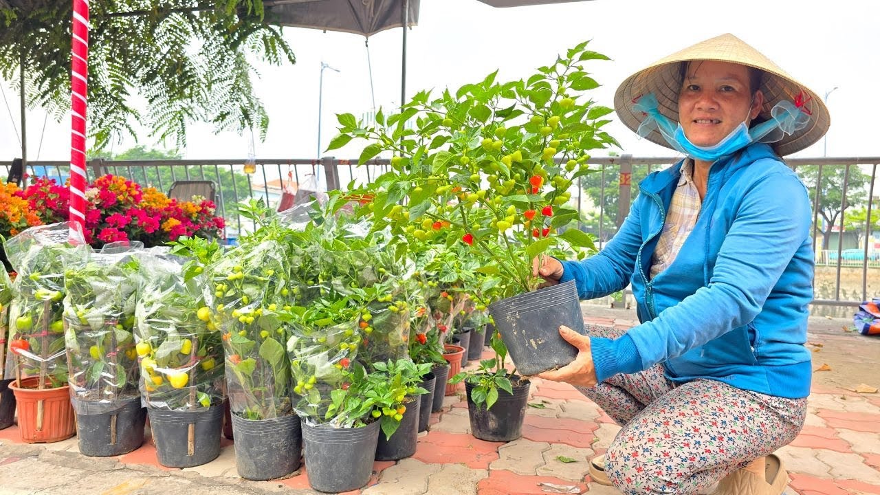 Phát hiện điểm bán mai Tết giá rẻ bất ngờ, búp chi chít trên Bến Bình Đông Sài Gòn