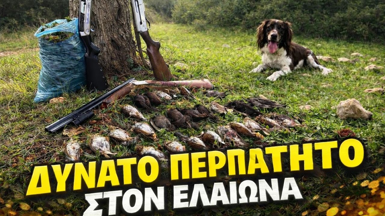 ΕΠΙΤΕΛΟΥΣ : ΔΥΝΑΤΟ ΠΕΡΠΑΤΗΤΟ ΣΤΟΝ ΕΛΑΙΩΝΑ & ΣΤΙΣ ΡΕΜΑΤΙΕΣ #huntingvideos #caccia #tordo #κυνήγι