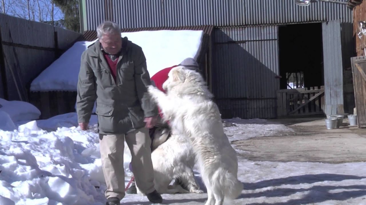 Animaltv.sk Slovenský čuvač Janin ranč