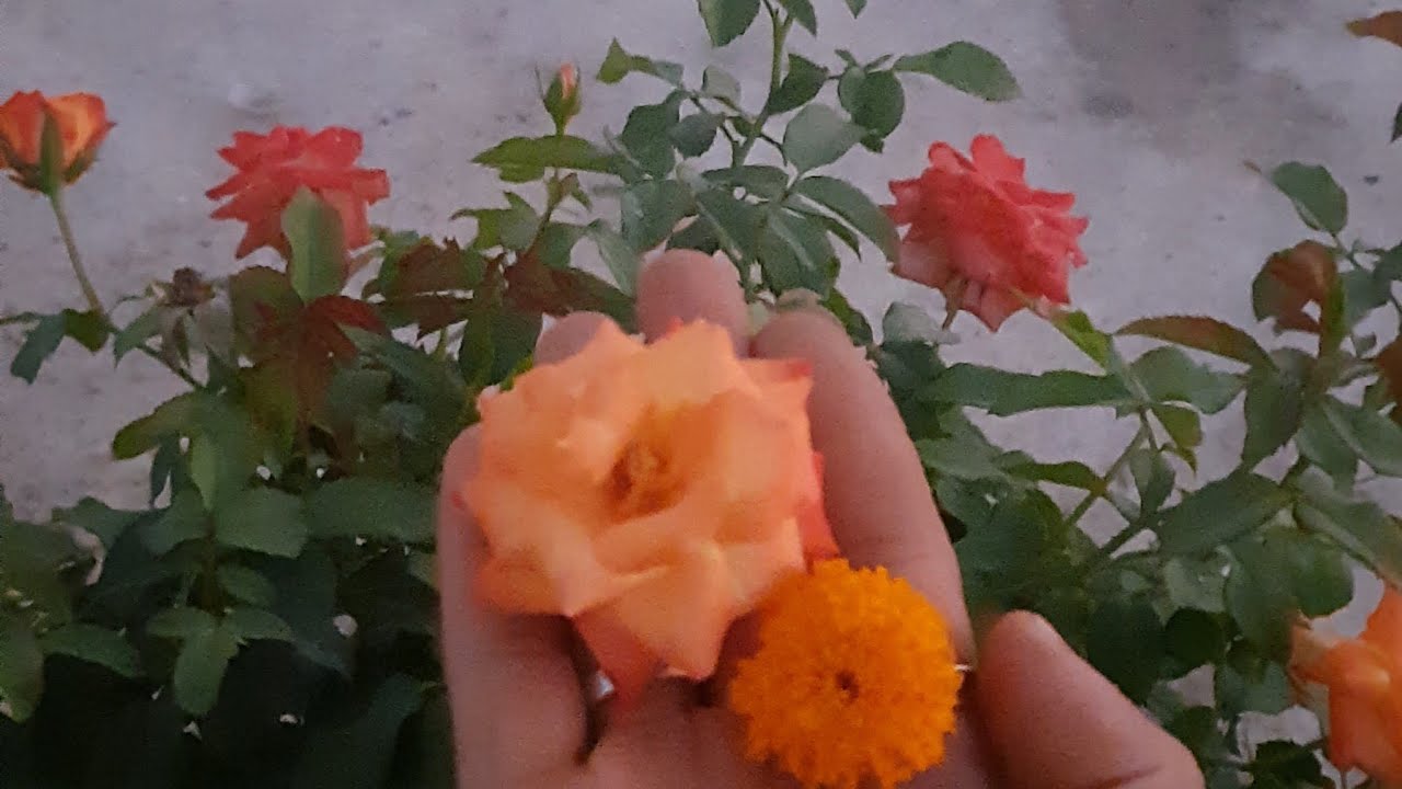 छत की क्यारी: हरियाली  छत पर मेरा अपना बगीचा🌹🌺🌻⚘️🌿
