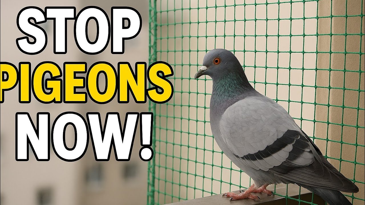DIY in slechts 800/- Installatie van vogelnetten | Duivennet