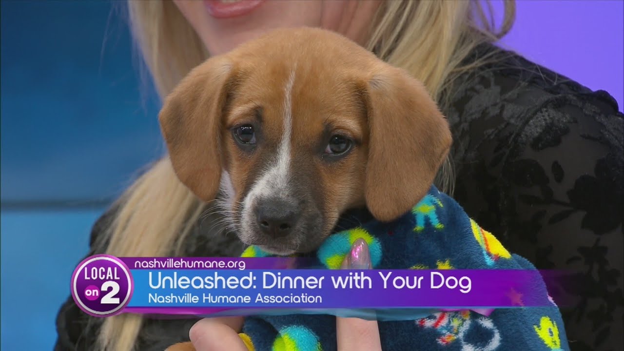 Unleashed: Dinner with Your Dog