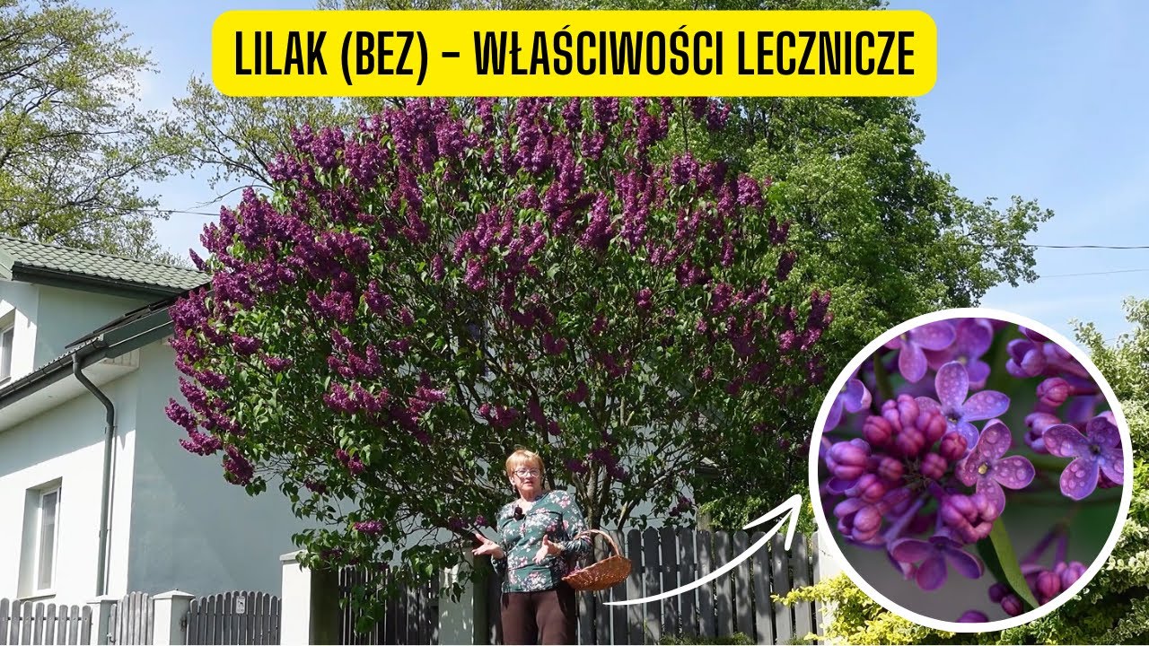 Właściwości lecznicze lilaka &ndash; niesamowite korzyści zdrowotne bzu, kt&oacute;rych nie znałeś!