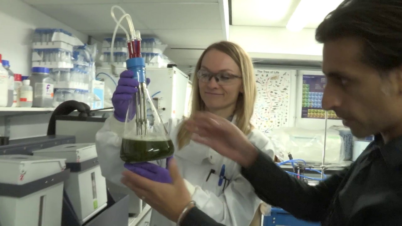 Algal Biotechnology Research at Sheffield