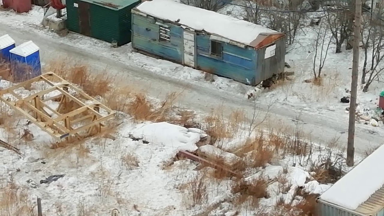 Жизнь собачьей стройки - караван псов, течная сука - 2019-02-27 - 9:00