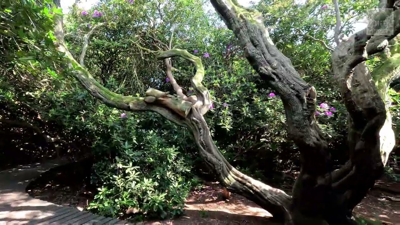 Over an hour in Beacon Hill Country Park, Leicestershire (No talking!)