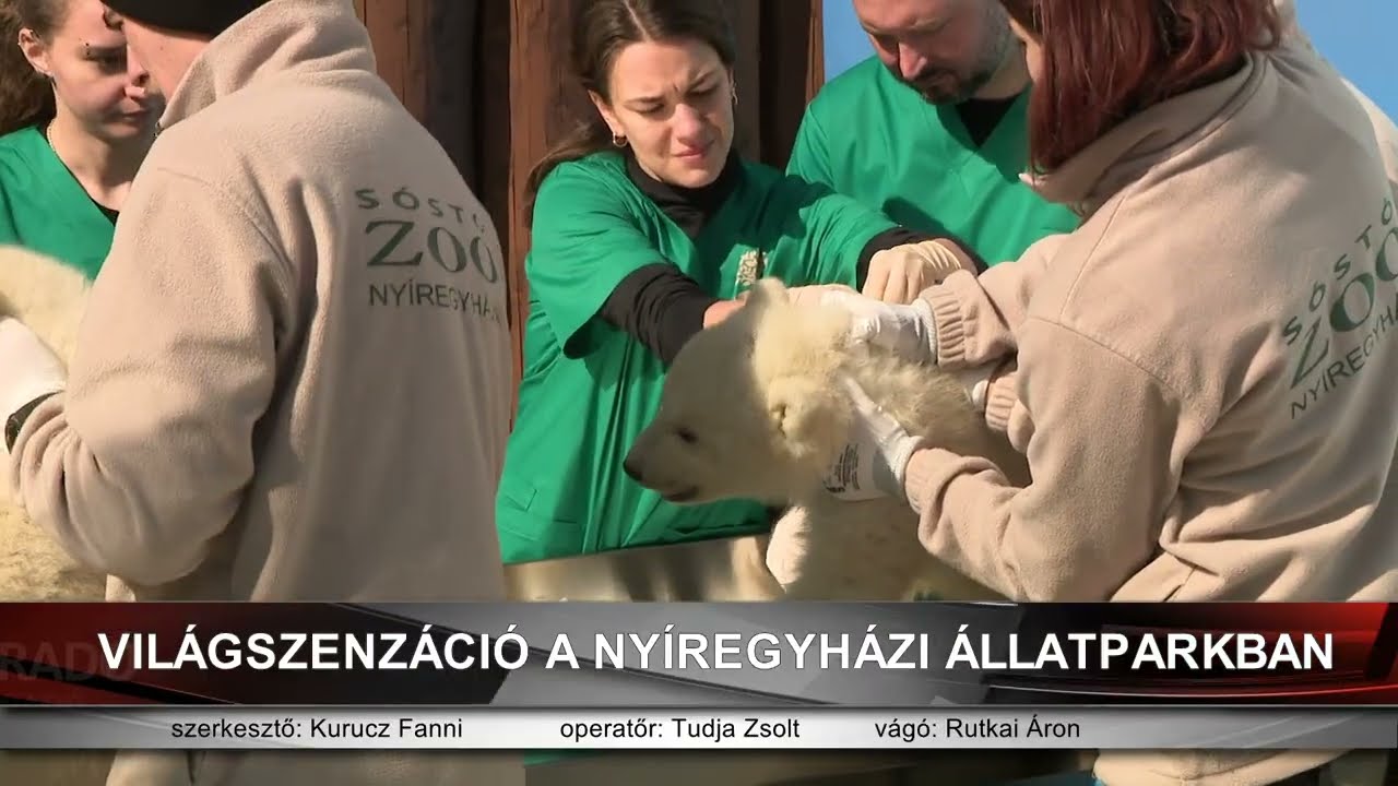 Világszenzáció – Átestek első vizsgálatukon a Nyíregyházi Állatparkban született jegesmedvebocsok