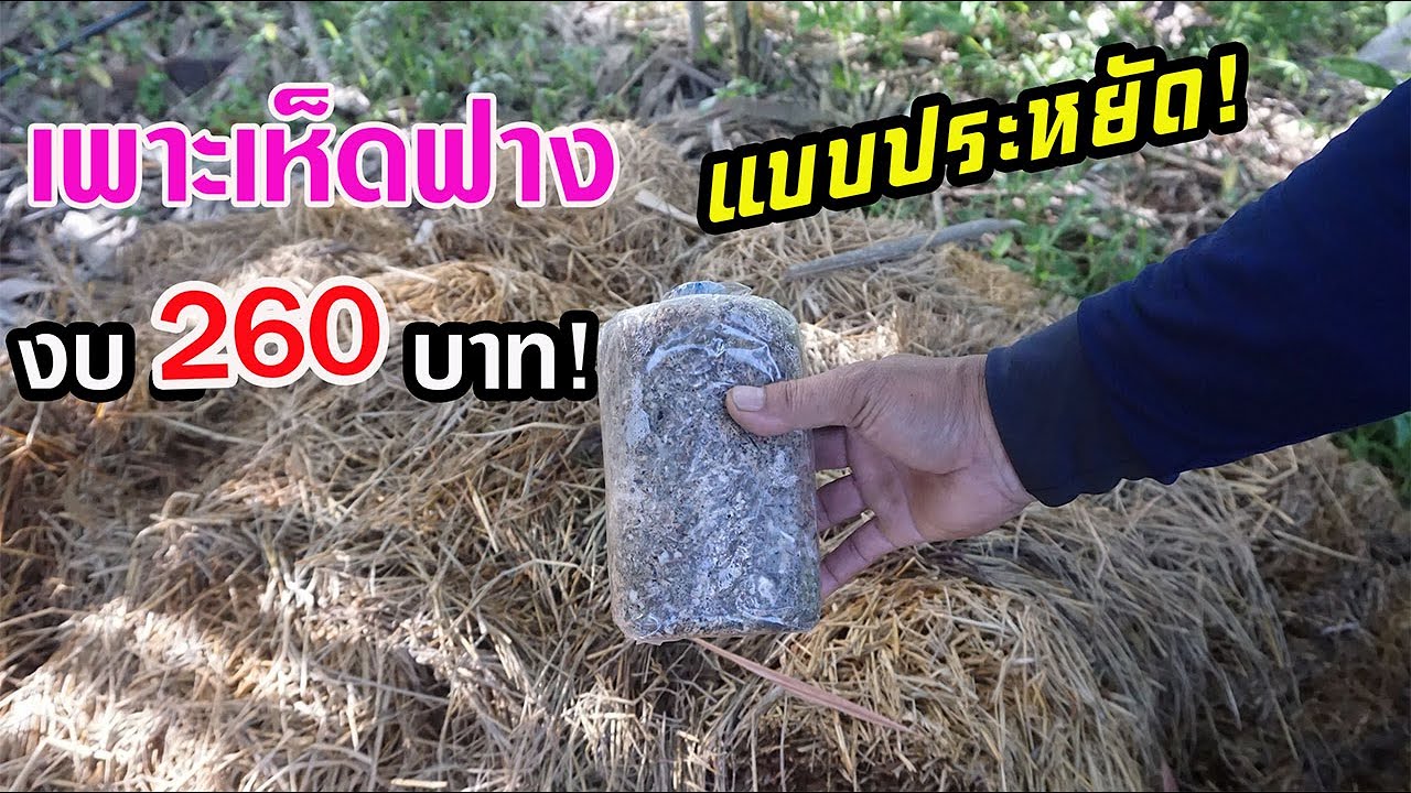 เพาะเห็ดฟางไว้กินเองแบบประหยัด! งบ 260 บาท