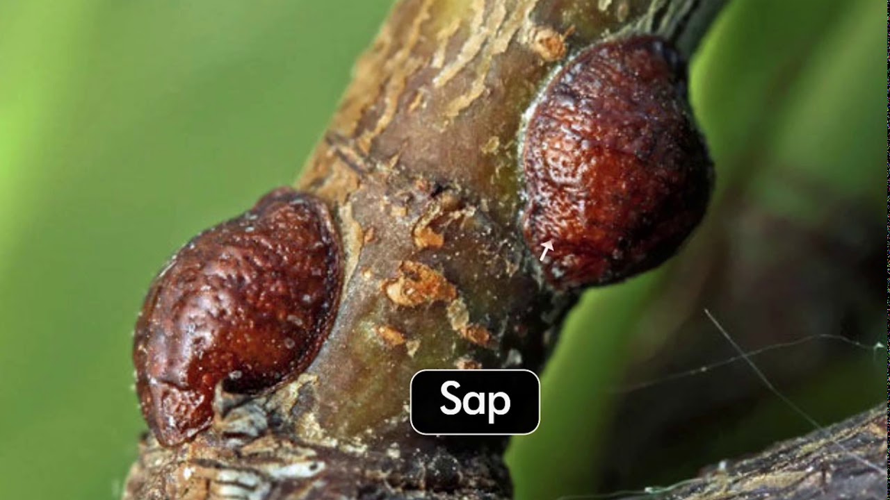 Sugarcane Pests