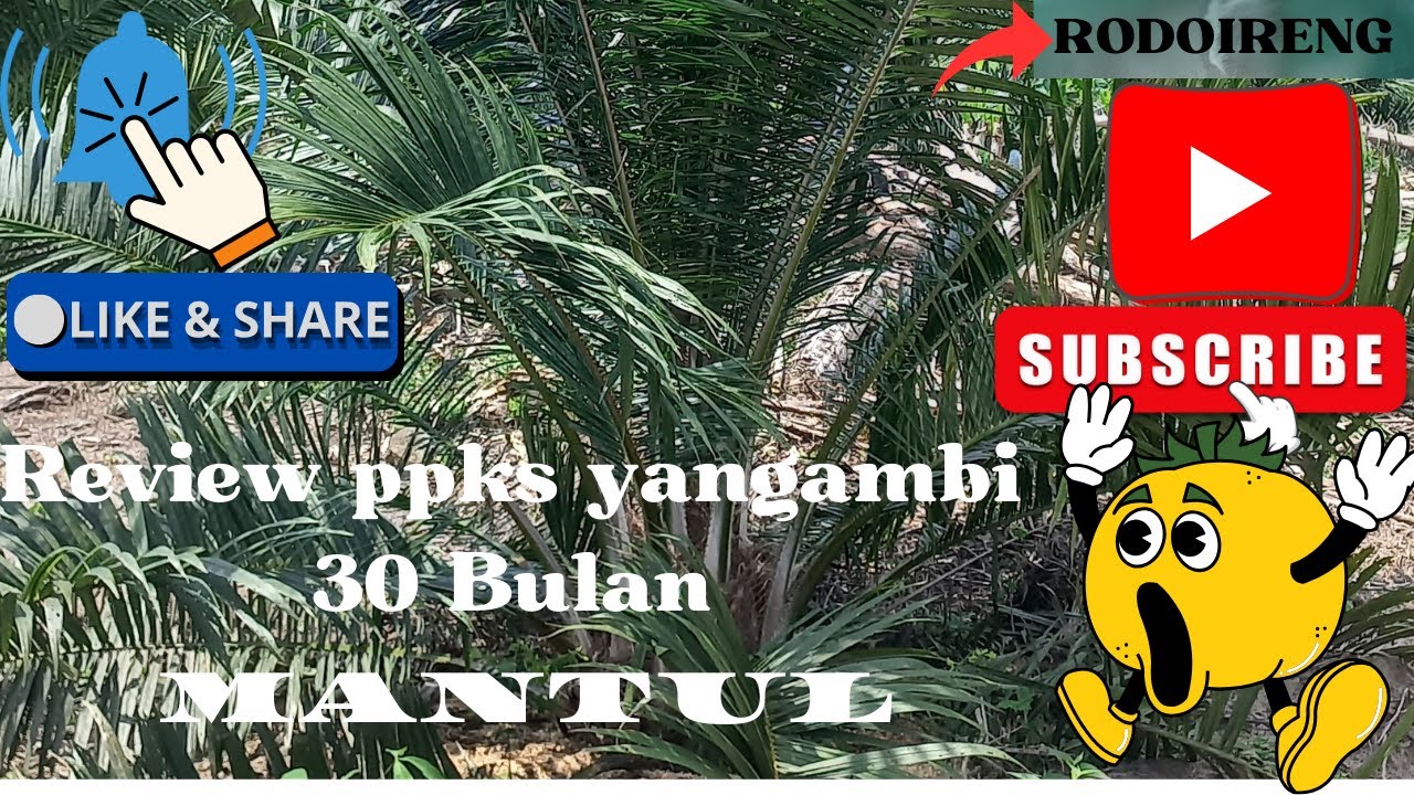 Review ppks yangambi 30 bulan MANTUL.