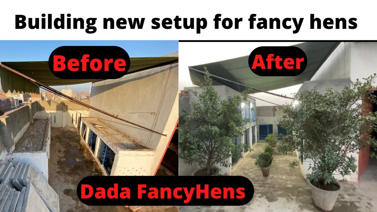 Fancy hens setup | My new setup | Dada fancy hens setup