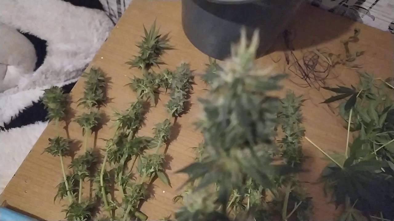 #17 Sativa BIG BANG auto