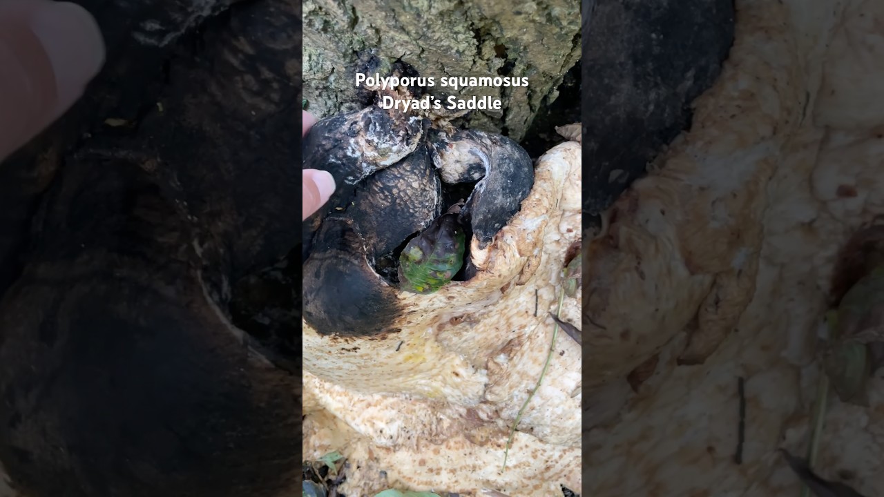 #dryadssaddle #dryadssaddlemushroom #polyporus #polyporussquamosus #Cerioporussquamosus #foraginguk