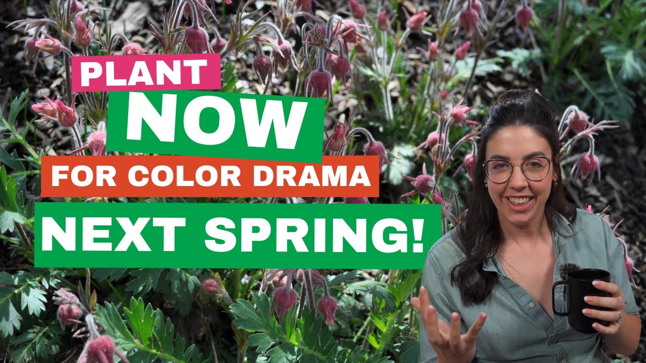 NOW is the BEST TIME to Plant for HUGE DRAMATIC COLOR Next Spring!