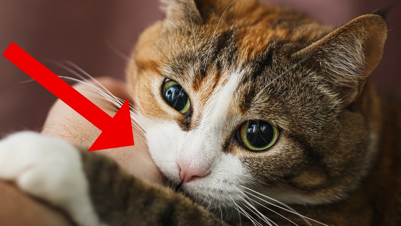 17 способов, которыми кошки показывают, что любят вас (даже если вы думаете, что это не так)