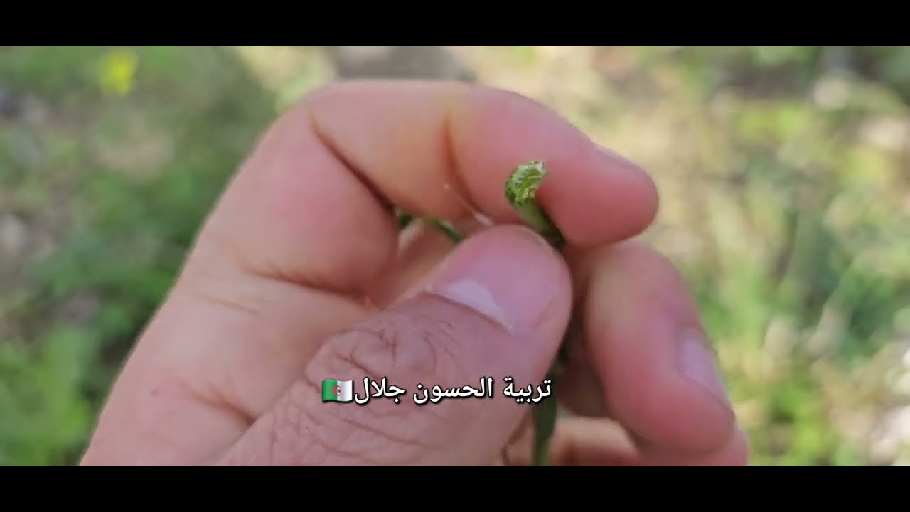 تجهيز الحسون  رحلة البحث وتعليمكم التفريق هذي نبة ياكلها الحسون وهذه لا ؟ يوجد نباتات تتشابه