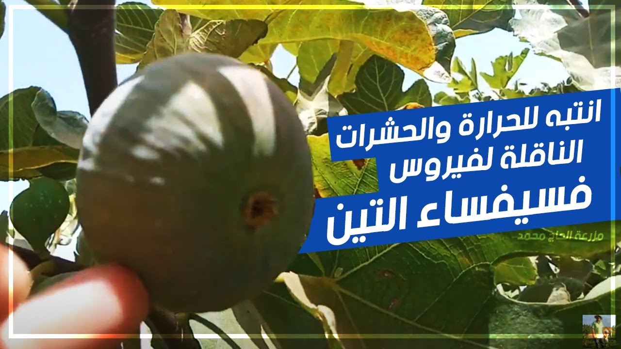 التعامل مع اشجار التين في الحرارة + حمايتها من الحشرات و فسيفساء التين | MOSAIC VIRUS