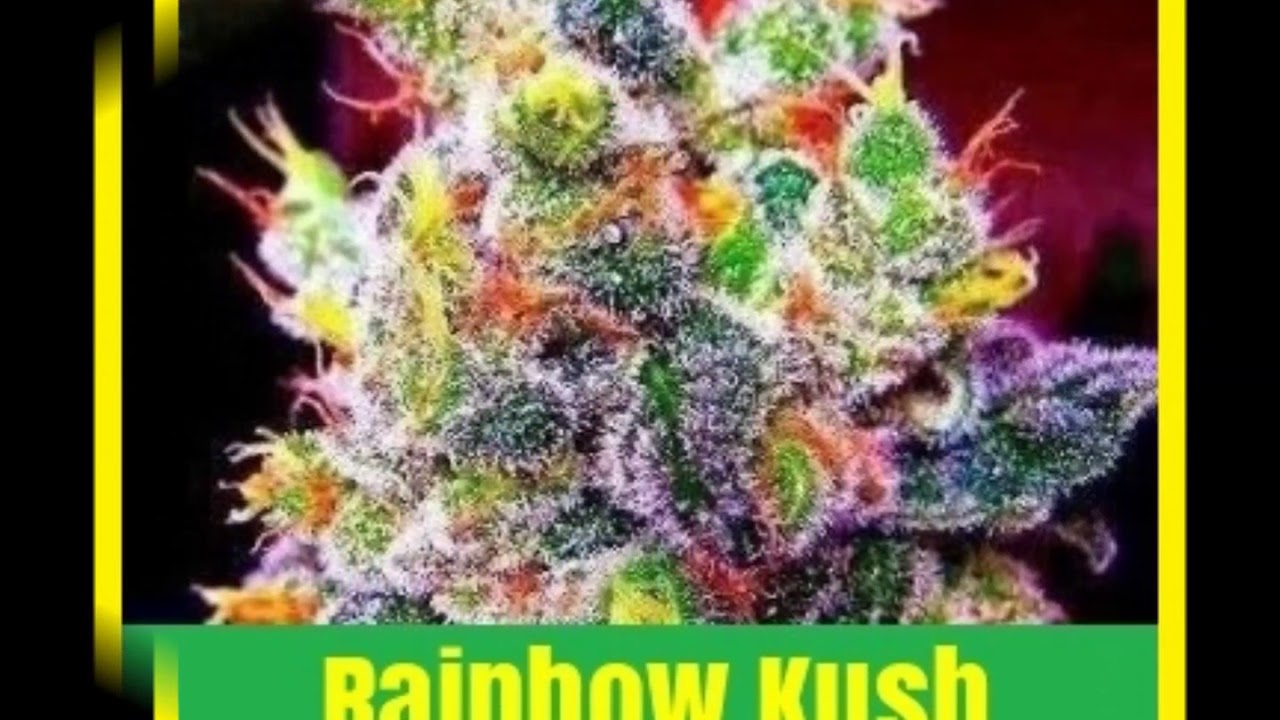Top Ten Kush Marijuana Strains Chosen By 420Gangsta ca