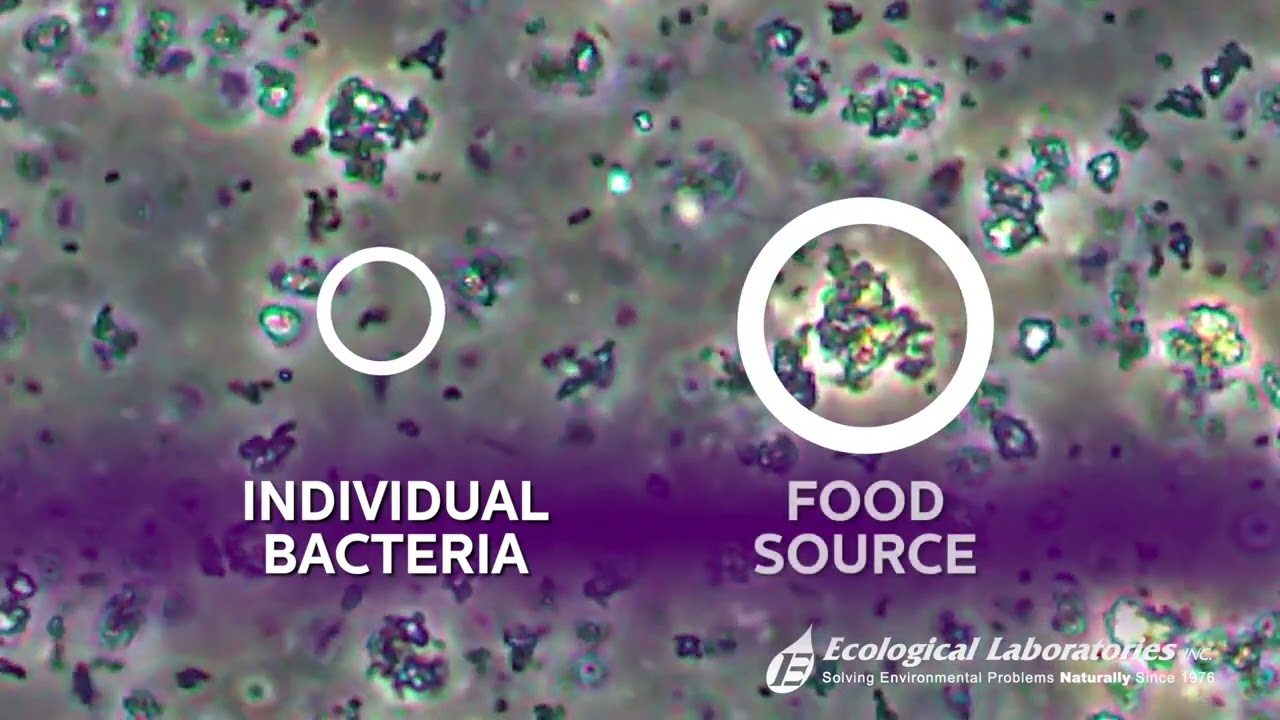 Microbe Life Hydroponics Under the Microscope!