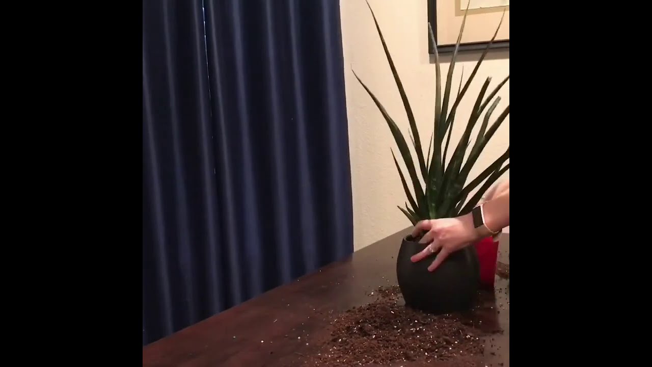 Sansevieria Fernwood Succulent Cactus Repot Time-Lapse