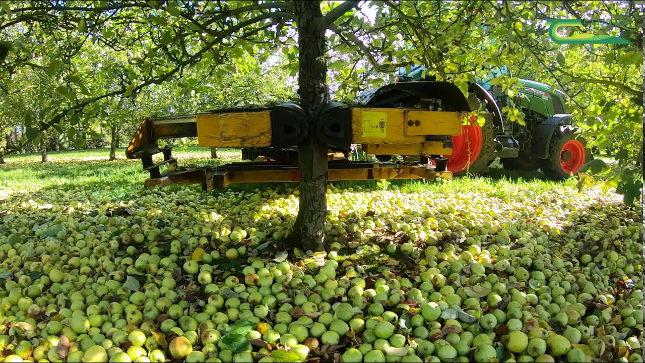Kildalton Cider Harvest 2020